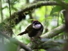 栗頂金肩雀鵐 栗頂金肩雀鵐