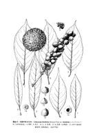 木姜葉柯 木姜葉柯