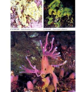 兼性厭氣性動物 兼性厭氣性動物