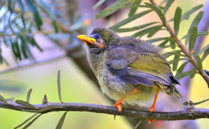 林吸蜜鳥 林吸蜜鳥