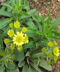 蓮座狗舌草 蓮座狗舌草