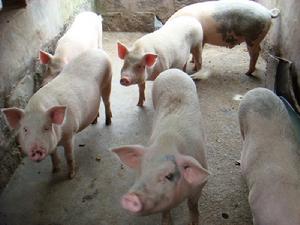 桃子樹自然村[雲南普洱思茅區雲仙鄉桃子樹村桃子樹自然村]