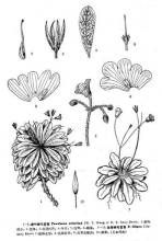 密葉蛛毛苣苔 密葉蛛毛苣苔