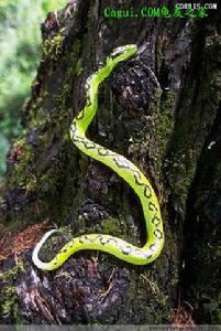 （圖）棕櫚蝮屬