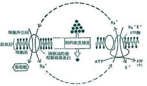 協同轉運 協同轉運