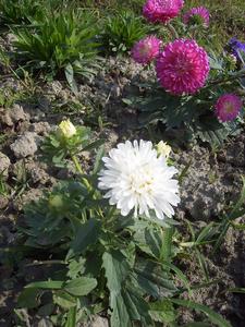 （圖）白色翠菊