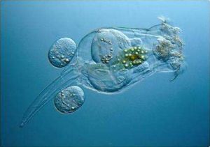 卜氏晶囊輪蟲 卜氏晶囊輪蟲