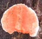 褐檐薄孔菌 褐檐薄孔菌