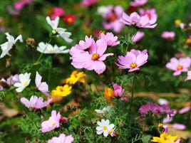 波斯菊[波斯菊]