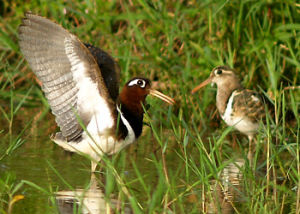 彩鷸（左雄右雌）Rostratula benghalensis