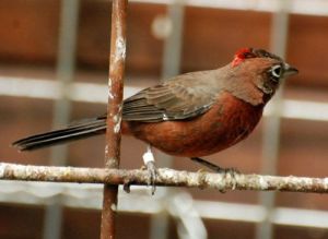 紅冠雀普通亞種 紅冠雀普通亞種