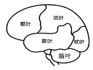 腦功能分區