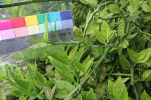 紅雀珊珊 紅雀珊珊