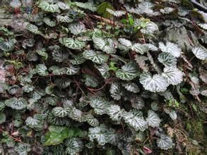 密葉虎耳草(原變種) 密葉虎耳草(原變種)
