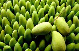 昌江芒果 昌江芒果