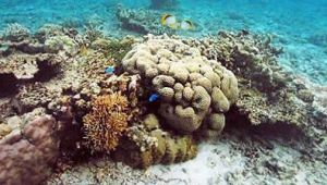三亞國家級珊瑚礁保護區