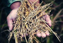 安徽萬畝“兩優0293”水稻出現絕收或減產