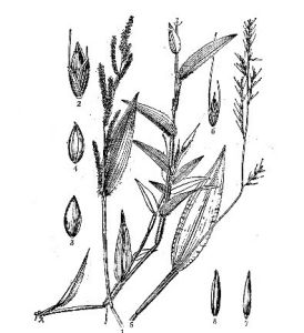 疏穗竹葉草 疏穗竹葉草