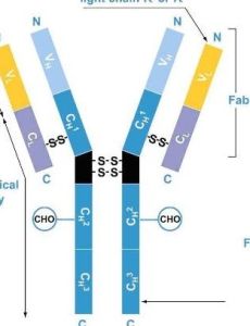 C肝抗體 C肝抗體