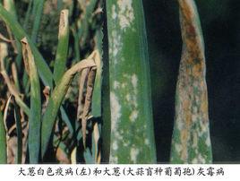 大蔥灰霉病 大蔥灰霉病