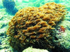 角孔珊瑚 角孔珊瑚