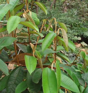 短柱滇刺欖(變種) 短柱滇刺欖(變種)