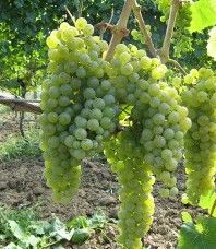 哈斯萊威路 哈斯萊威路