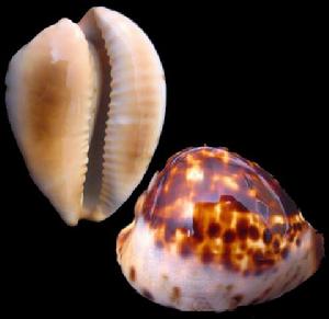 精緻寶螺 精緻寶螺