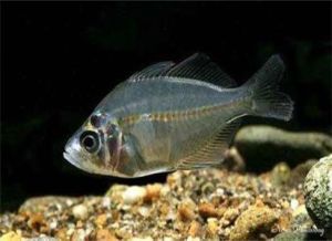 伏氏副雙邊魚 伏氏副雙邊魚