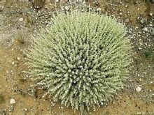 香葉蒿系 香葉蒿系