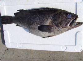 黑頭魚科 黑頭魚科