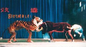 周至牛斗虎 周至牛斗虎