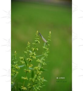 短齒單瘤酸模 短齒單瘤酸模