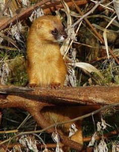 黃鼬東北亞種 黃鼬東北亞種