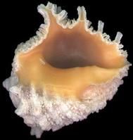 金口岩螺