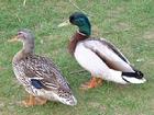 綠頭鴨