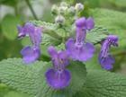紫花貓薄荷 紫花貓薄荷