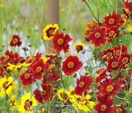 蛇目菊屬 蛇目菊屬