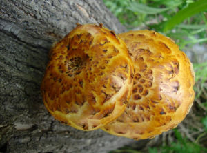 黃絲蓋傘 黃絲蓋傘