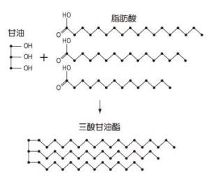 三甘油脂肪酸酯 三甘油脂肪酸酯
