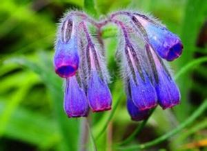 紫草精華抑菌噴劑 紫草精華抑菌噴劑