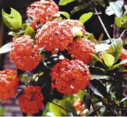 西藏龍船花 西藏龍船花