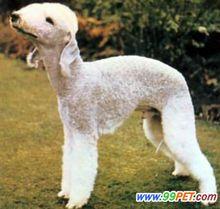 可愛的貝林登梗犬