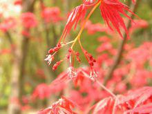 桂[木犀科植物]