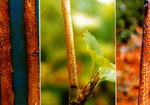 （圖）李屬壞死環斑病毒形態