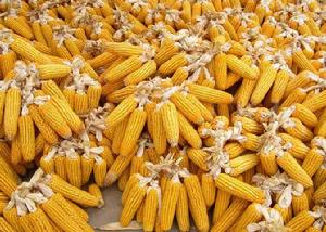 通遼黃玉米 通遼黃玉米