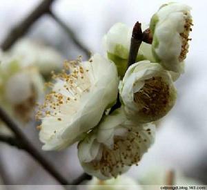 金錢綠萼梅 金錢綠萼梅