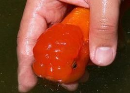 蛋種虎頭金魚 蛋種虎頭金魚