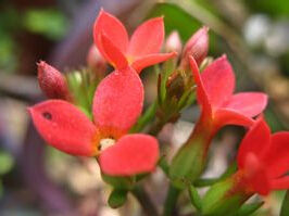 十字虎耳草 十字虎耳草