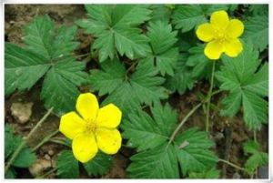 毛果委陵菜 毛果委陵菜